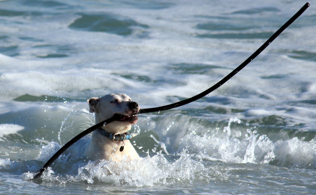 Essential Elements of Emergency Preparedness for Pet Owners